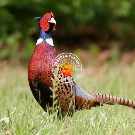

Telur ayam ringneck pheasant green / telur ayam hias fertil siap tetas UD KURNIA PRATAMA