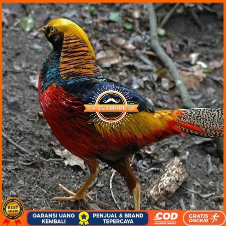 

Telur ayam ringneck golden pheasant telur ayam hias fertil siap cod CV GLAMOUR ID