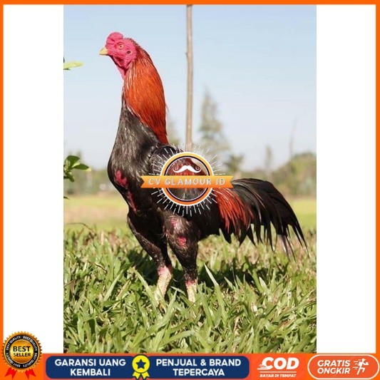 

3 EKOR TELUR BIRMA SUPER PROMO MURAH (COD) CV GLAMOUR ID