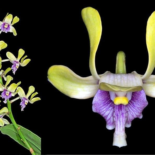 anggrek dendrobium violaceoplavens( besi papua)pra dewasa