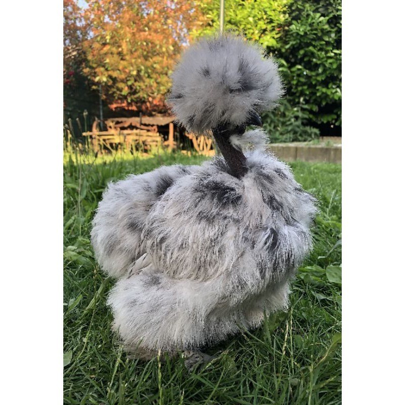 

TELUR AYAM HIAS SHOWGIRL SILKY / KAPAS SILKY LEGUN UNTUK DI TETASKAN UD NAFII FARM ID