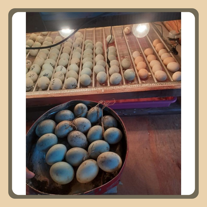 

10 Telur Bebek Jawa Petelur Fertil 100% Alami Langsung Dari Peternak