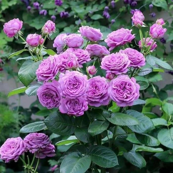 Tanaman Hidup Bunga Mawar Import KINDA BLUE Ukuran indukan