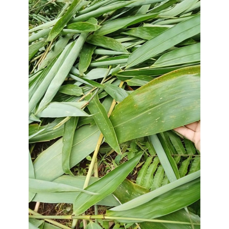 

new.. Daun bambu bungkus bakcang super fresh 100 lembar