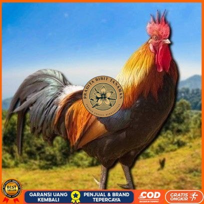 

telur tetas ayam shamo super PRADITA BIBIT TANAMAN