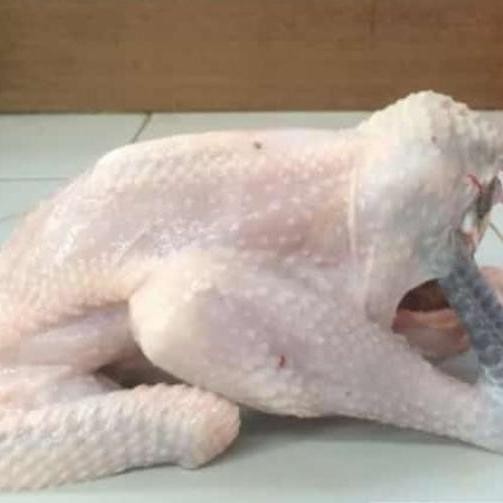 

Ayam Kampung Biasa Kecil