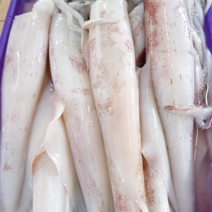 

Cumi Bangka 1 kg