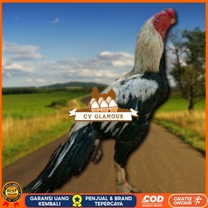 

telur ayam assel Parrot ori bisa untuk di tetaskan vertil CV GLAMOUR
