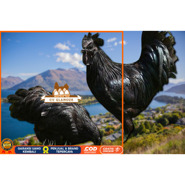 

telur ayam cemani lidah hitam (asli) bisa untuk di tetaskan vertil CV GLAMOUR