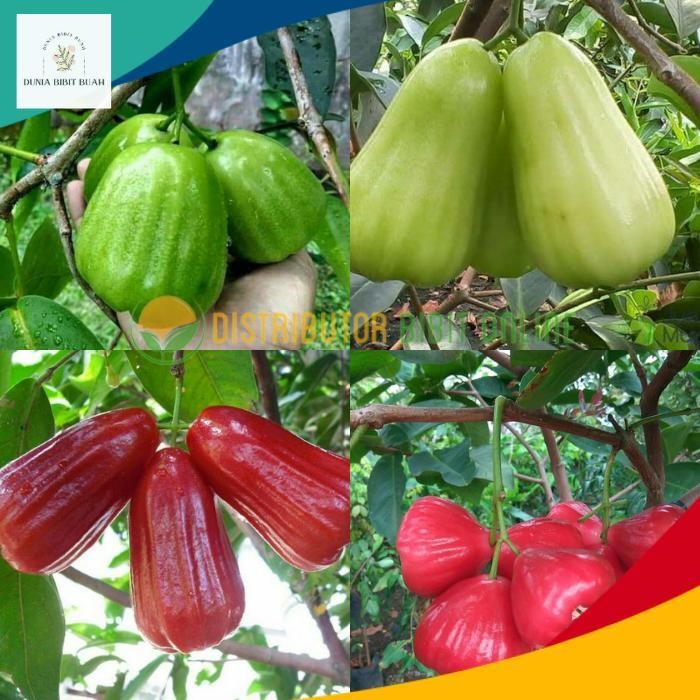 Paket isi 4 bibit jambu air ( kiojok, TSG, red taiwan, kusuma merah )