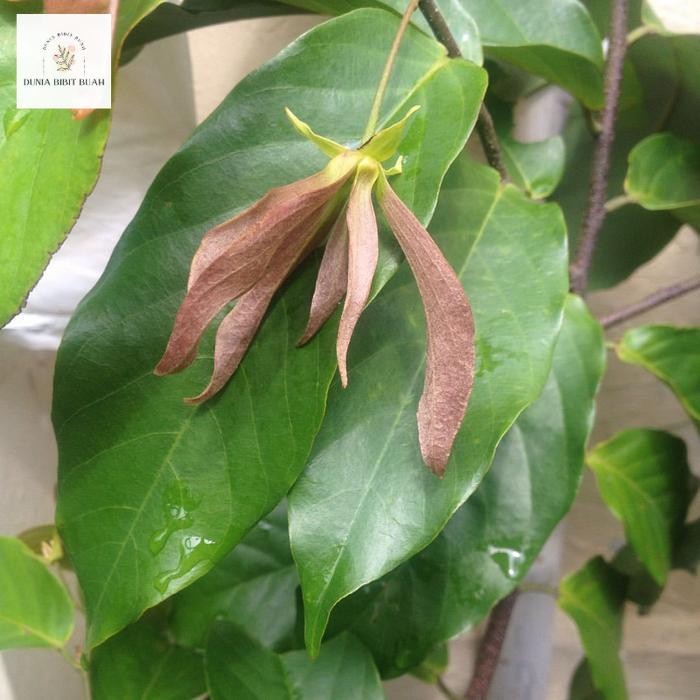 Bibit Tanaman Kenanga Merah Langka Wangi - 1 Meter