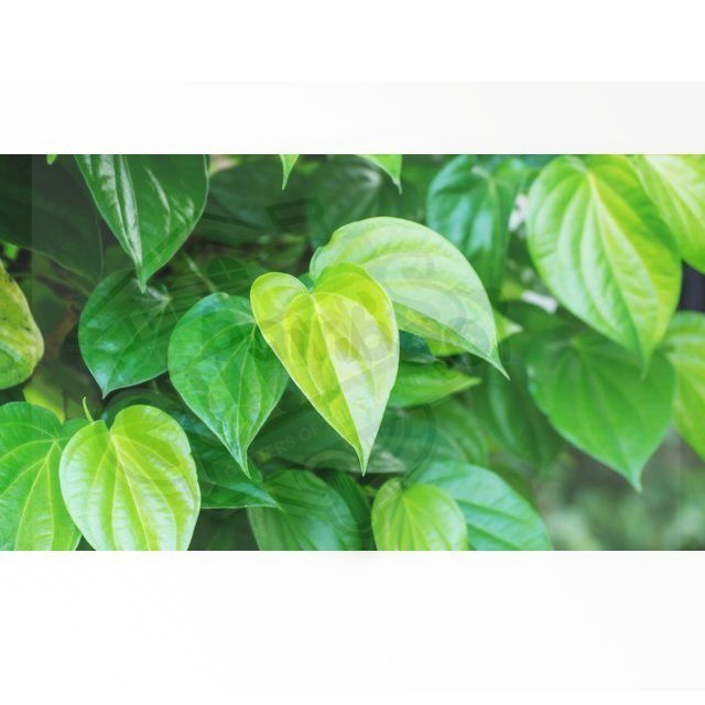 

Daun Sirih Hijau Segar