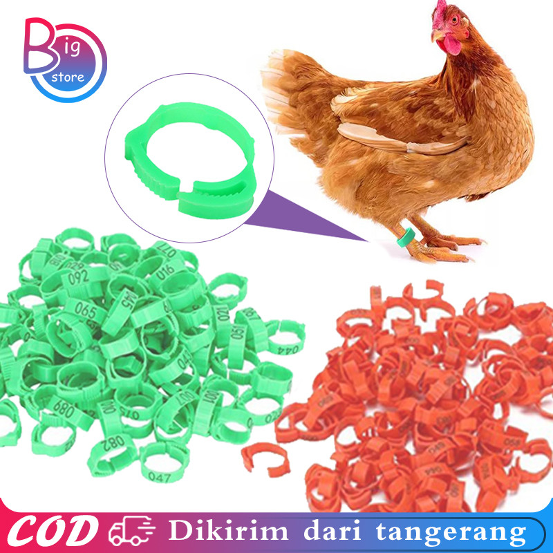 Isi 50 Gelang Kaki Ayam Shamo Gelang Kaki Ayam Bangkok Segel Ayam Kaki Ring Gelang Kaki Ayam Segel K