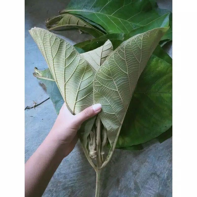 

DAUN JATI KERING / FRESS 1 KG AR
