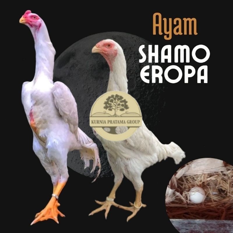 

telur ayam shamo eropa bisa untuk di tetaskan KURNIA PRATAMA GROUP