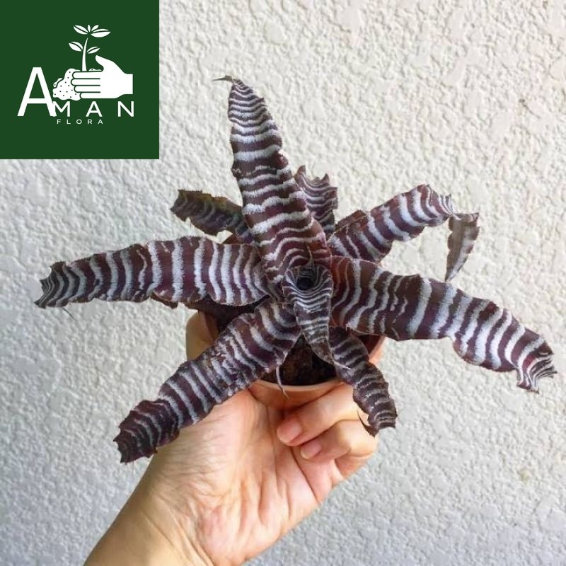 ` ( BISA COD ) Tanaman Hias Bromelia Tokek Cryptantus Tokek / Tanaman Hidup Bromelya Criptantus Toke