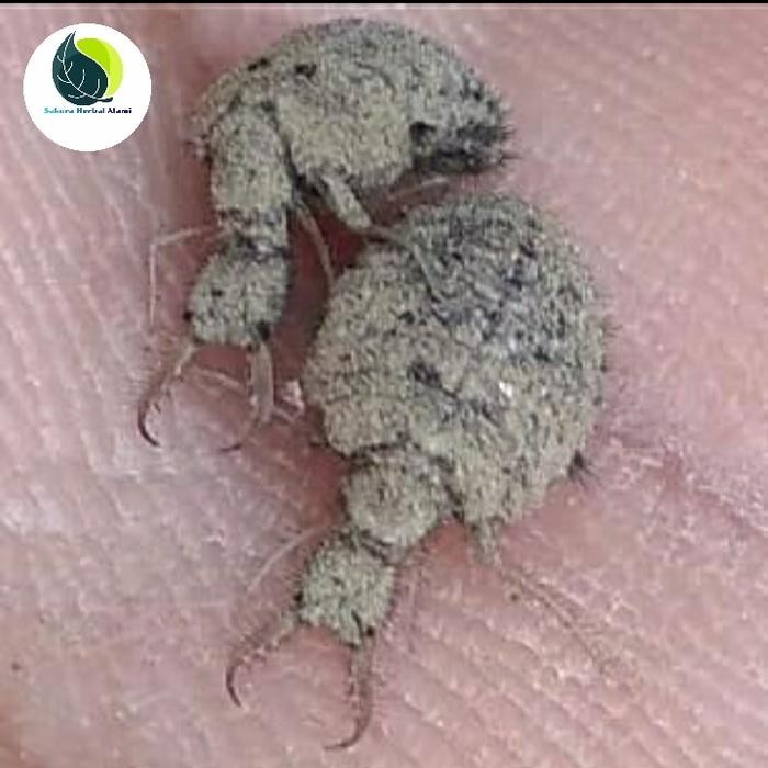 

promo undur undur hidup per 500ekor ready