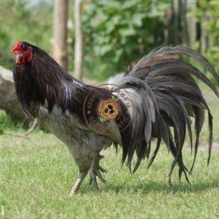 

Telur ayam black sumatera / telur ayam hias / telur fertil siap kirim KURNIA PRATAMA ID