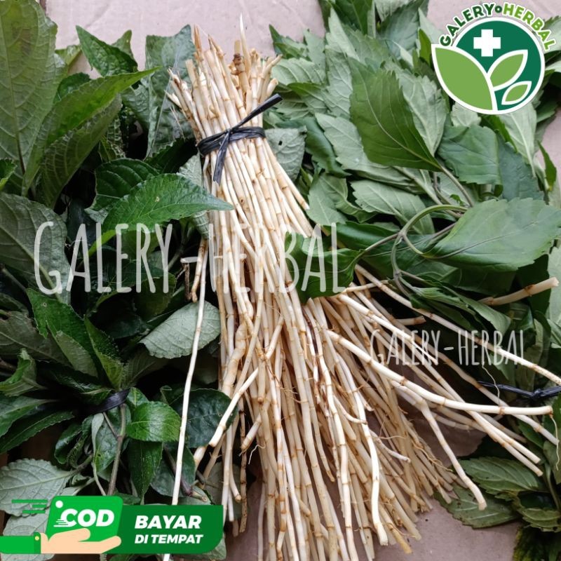 

Paket Komplit Akar Alang-alang, Kumis Kucing dan Keji Beling Fresh 500gr