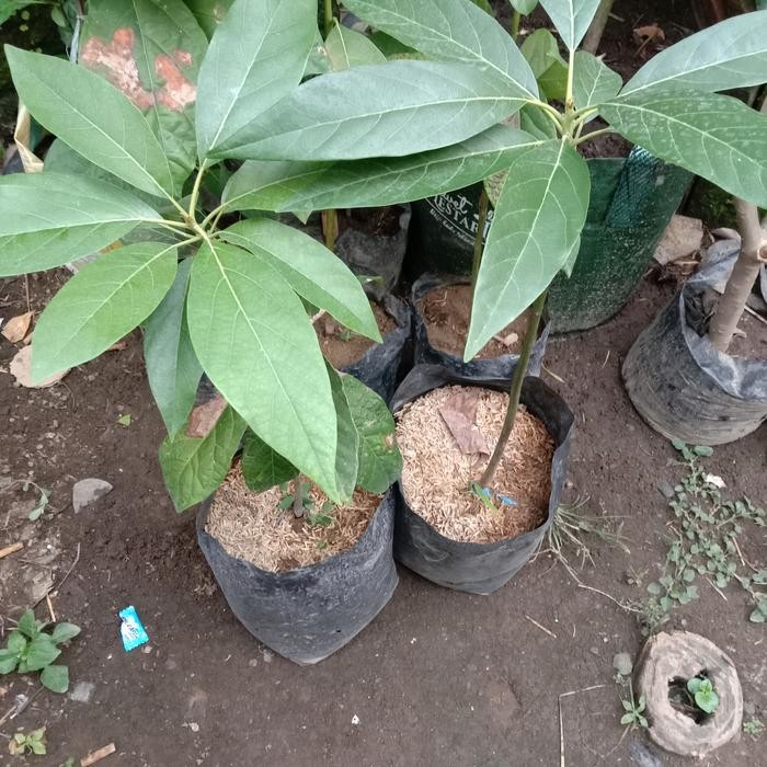 bibit alpukat avozilla import