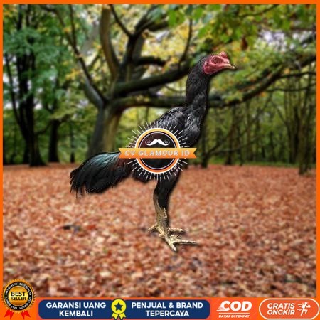 

Telur Ayam Pakhoy Jumbo Vertil Siap Di Tetaskan Jaminan Super Oiginal Bergaransi valid CV GLAMOUR ID