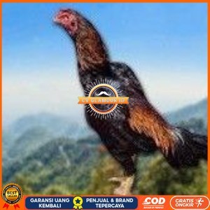 

telur ayam shamo original pilihan berkualitas CV GLAMOUR ID