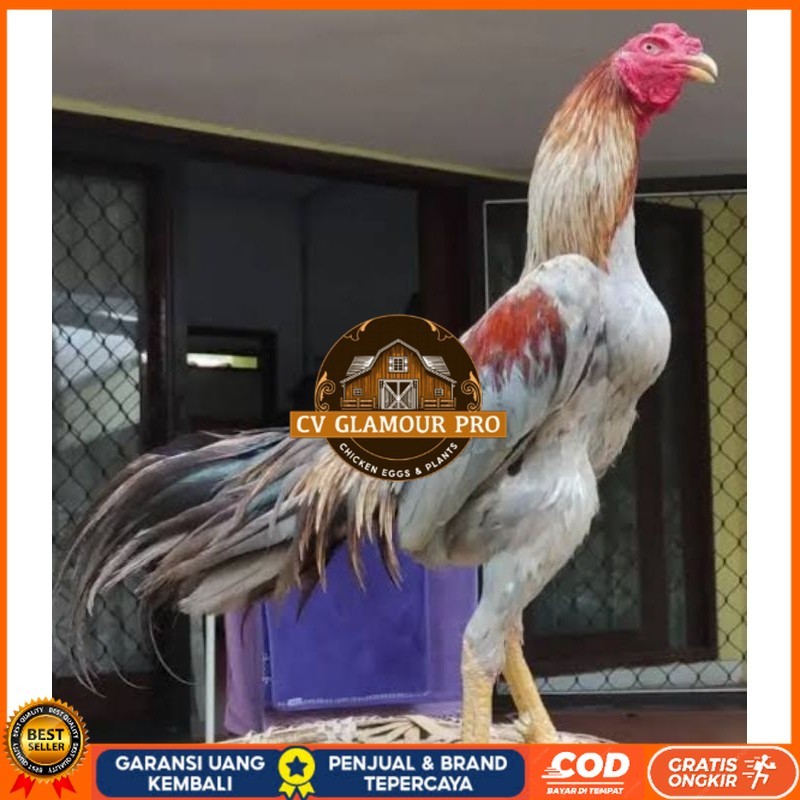 

Telur Ayam Bangkok Pakhoy kwalitas super telor Burung Hias untuk di tetaskan CV GLAMOUR PRO