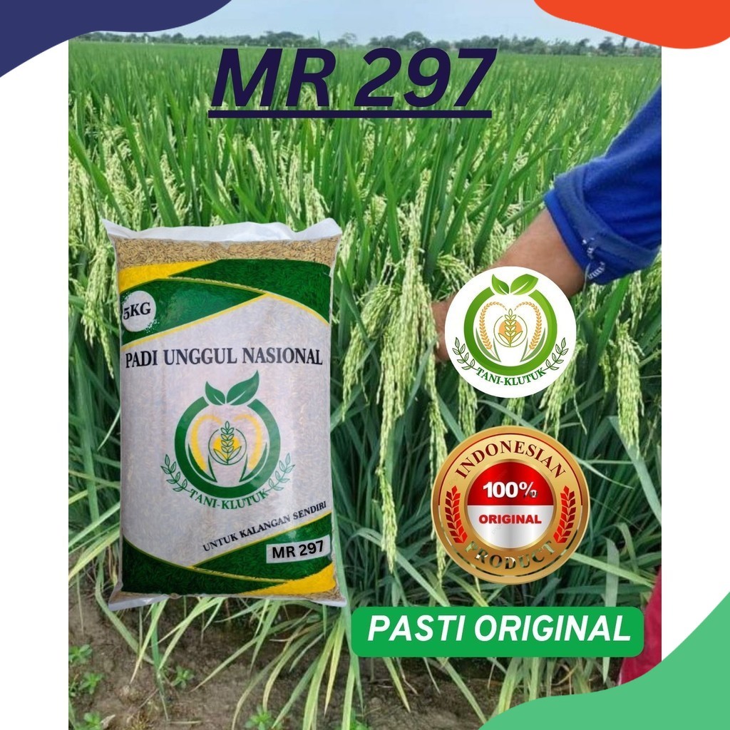 bibit biji PADI MR 297 KEMASAN 5KG ORIGINAL PRODUK TANI KLUTUK