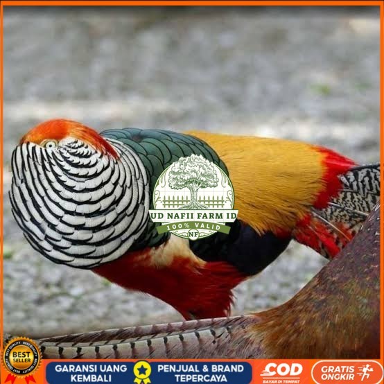 

Telur ayam hias ringneck lady red amherst pheasant fertil siap tetas UD NAFII FARM ID