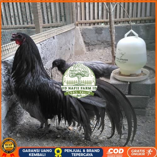 

Telur ayam black sumatera / telur ayam hias / telur fertil siap tetas UD NAFII FARM ID