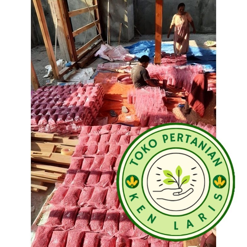 

READY! RIPACK! 1KG BENIH JAGUNG SIAP TANAM SUMO,PERKASA,P27,P21,18,JAGO,PERKASA,212,1KG SIAP TANAM (B.B.19)