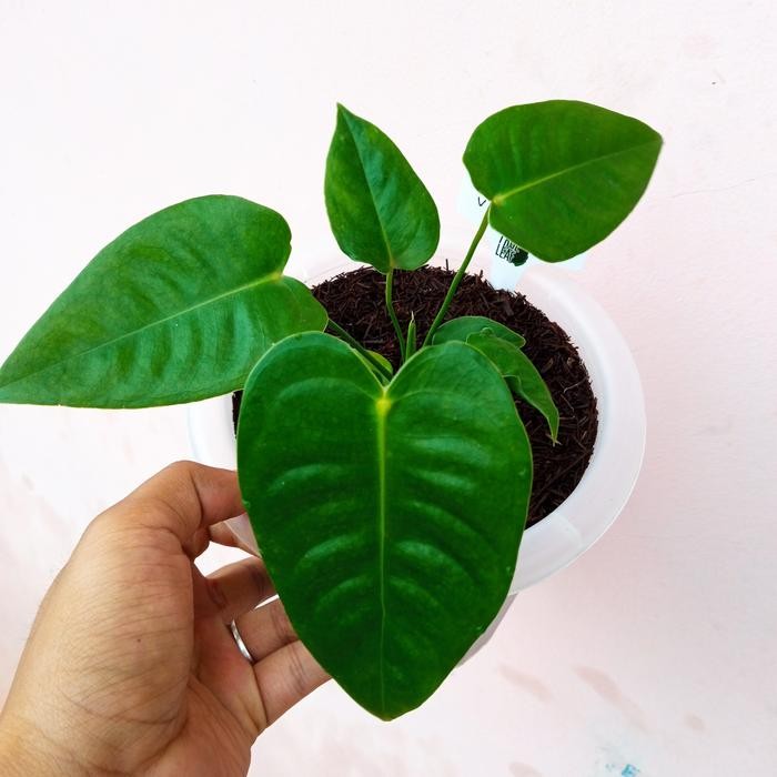 Tanaman hias anthurium veitchii narrow form original