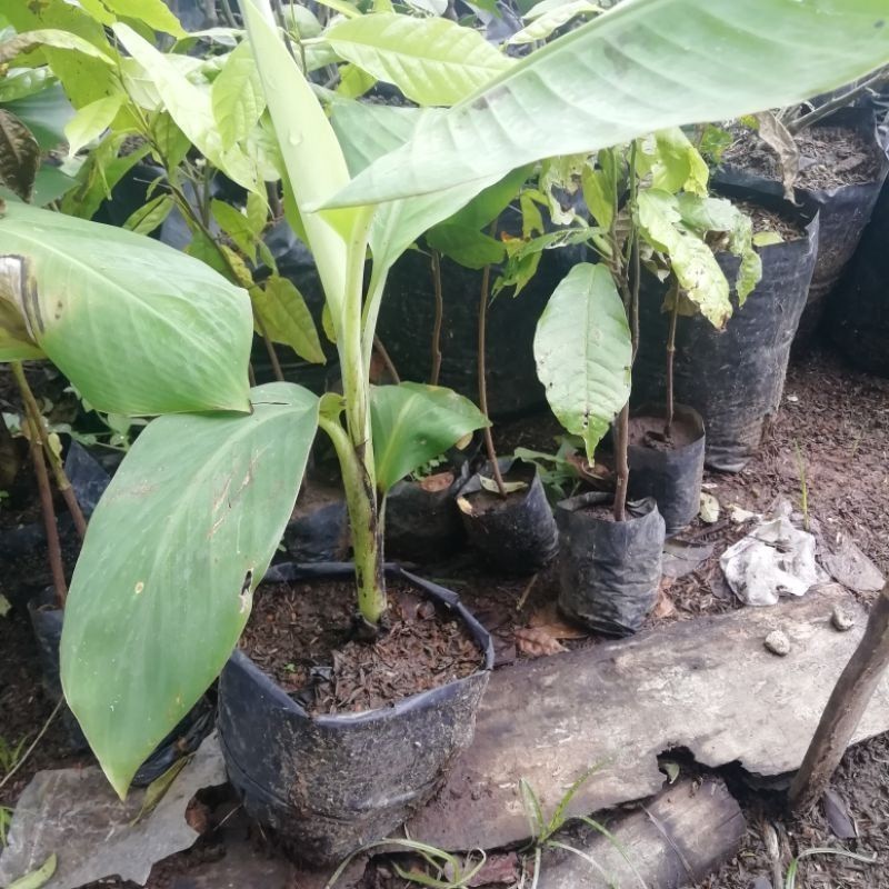 

[promo] bibit buah pisang cavendis Original max 90cm berkualitas terlaris terlaris