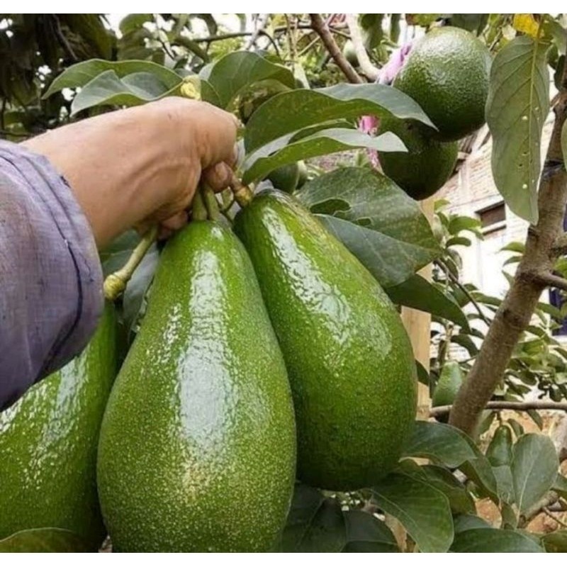 

[promo] bibit tanaman buah alpukat mentega jumbo,aligator,miki hasil okulasi bisa berbuah dalam pot berkualitas ukuran 30-80cm terlaris terlaris