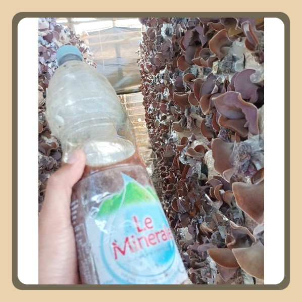 

Jamur Kuping Kering Kualitas Super Grade A 1KG