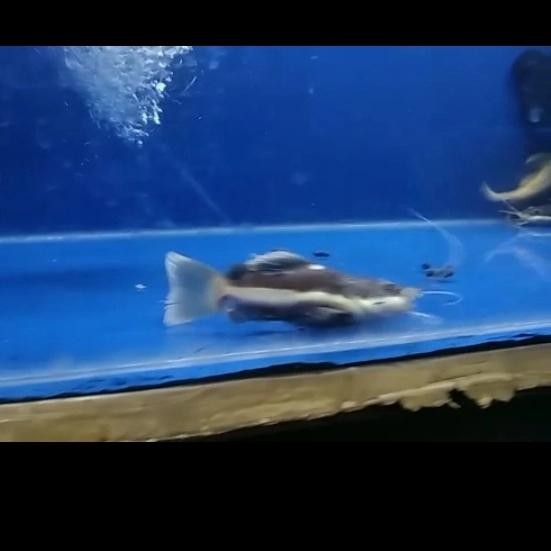 RTC Shortbody Perfect / Redtail Catfish SB
