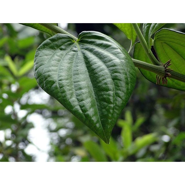 

daun sirih hijau / seureuh segar 50 lembar kreatif store .