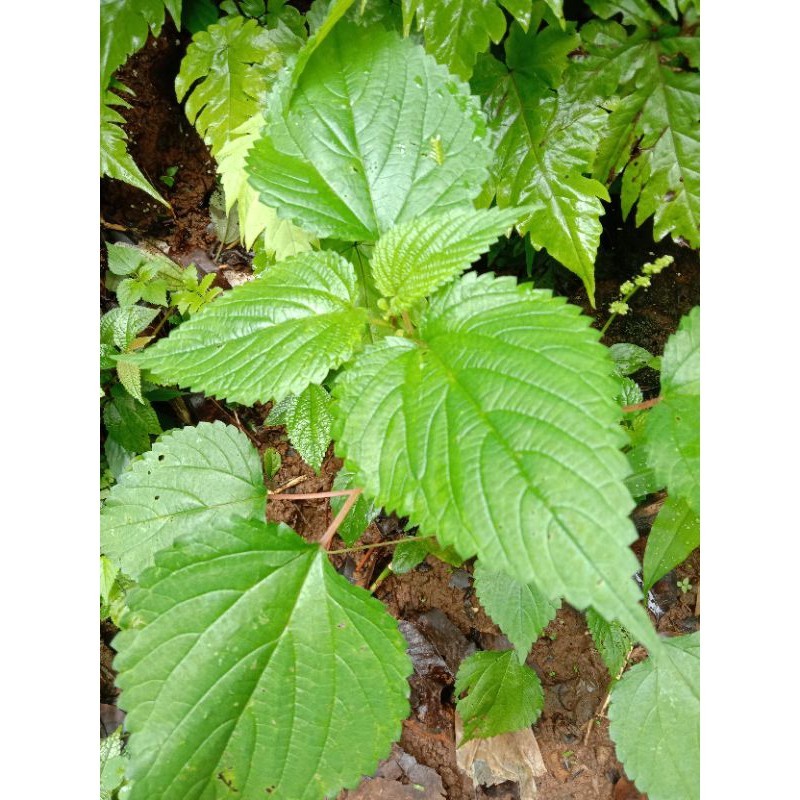 daun jelatang segar / daun pulus vitamin B Y