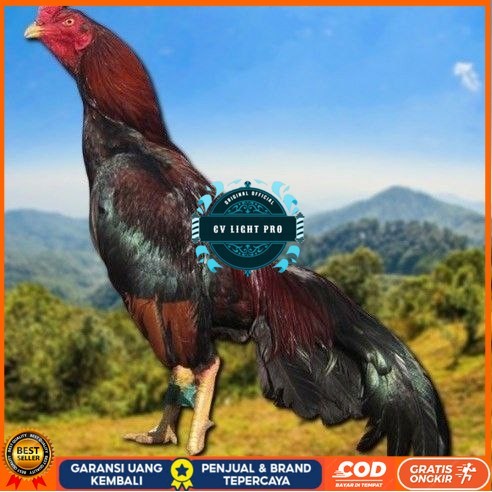 

telur tetas ayam shamo vertil valid CV LIGHT PRO