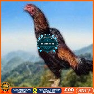 

telur ayam shamo original pilihan berkualitas CV LIGHT PRO