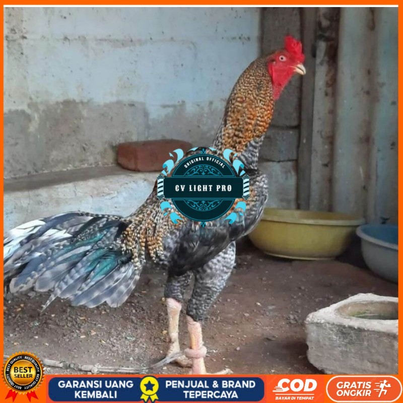 

TELUR AYAM HIAS PEDAGING URABA 2 UNTUK DI TETASKAN CV LIGHT PRO