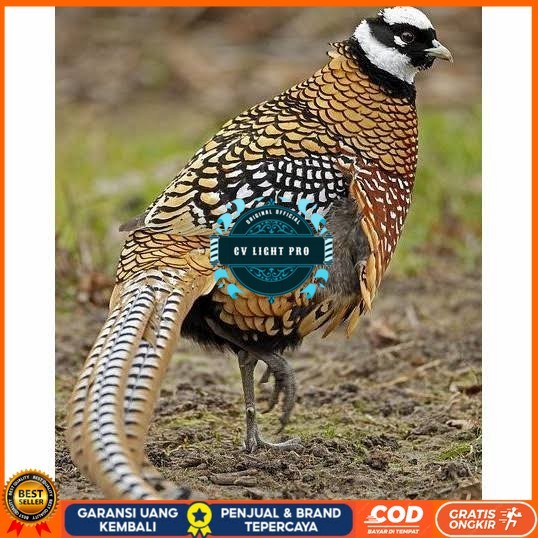 

Telur ayam hias ringneck reeves pheasant fertil siap ditetaskan CV LIGHT PRO