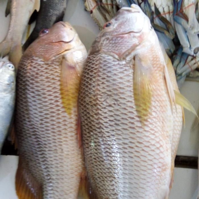 

Ikan Kakap Jenaha 1 kg