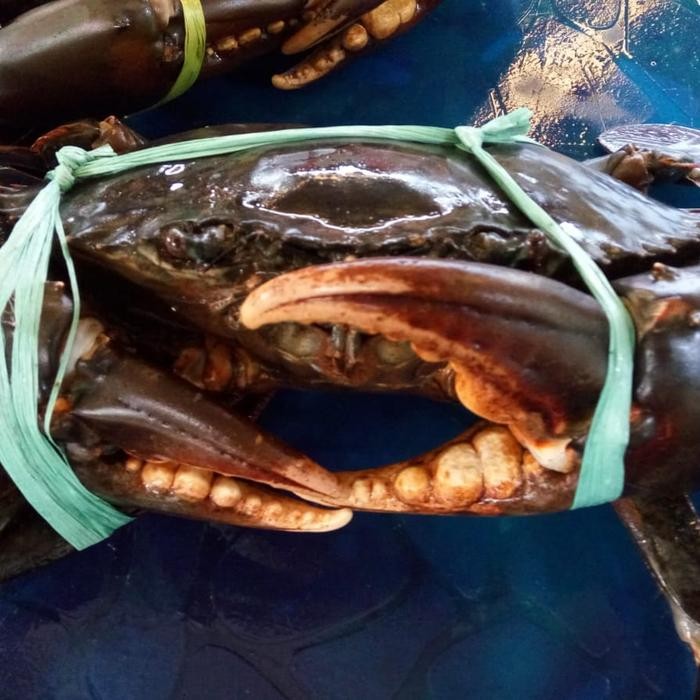 

Kepiting Hitam Besar 1 kg