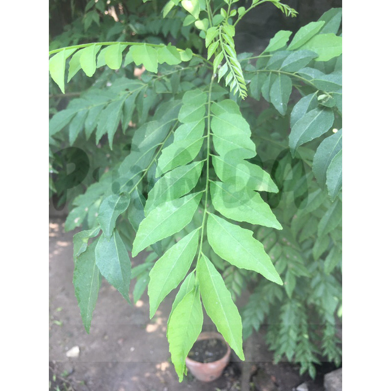 

Daun Kari Koja Segar