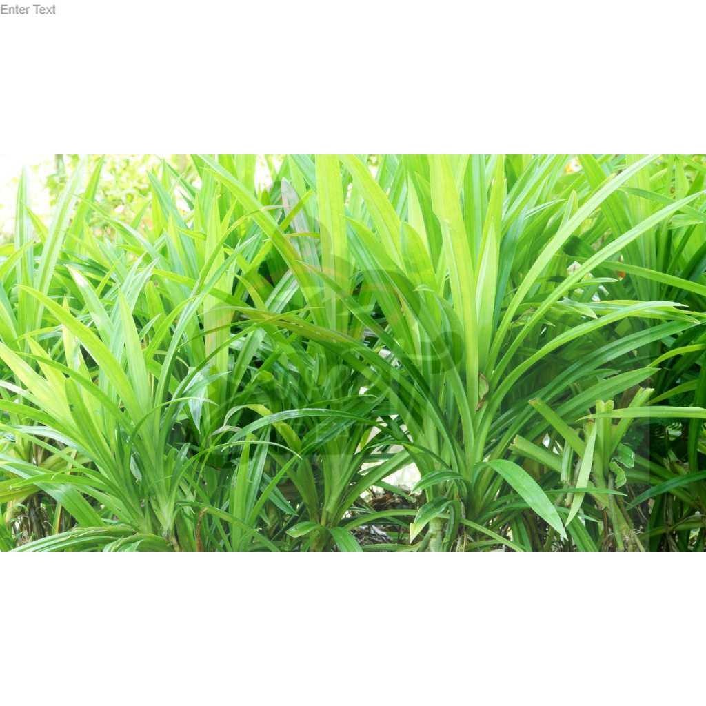 

DAUN PANDAN WANGI DAN SEGAR (1 LEMBAR)