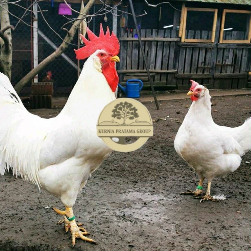 

TELUR AYAM ELBA PETELUR UNTUK DI TETASKAN KURNIA PRATAMA GROUP