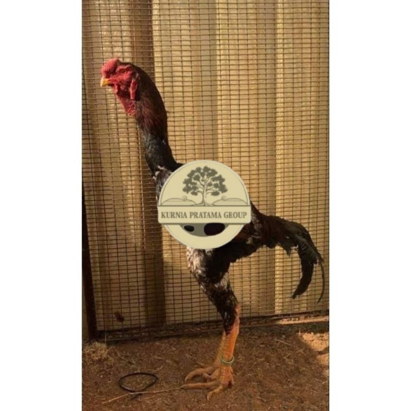 

TELUR AYAM MALAY UNTUK DI TETASKAN KURNIA PRATAMA GROUP