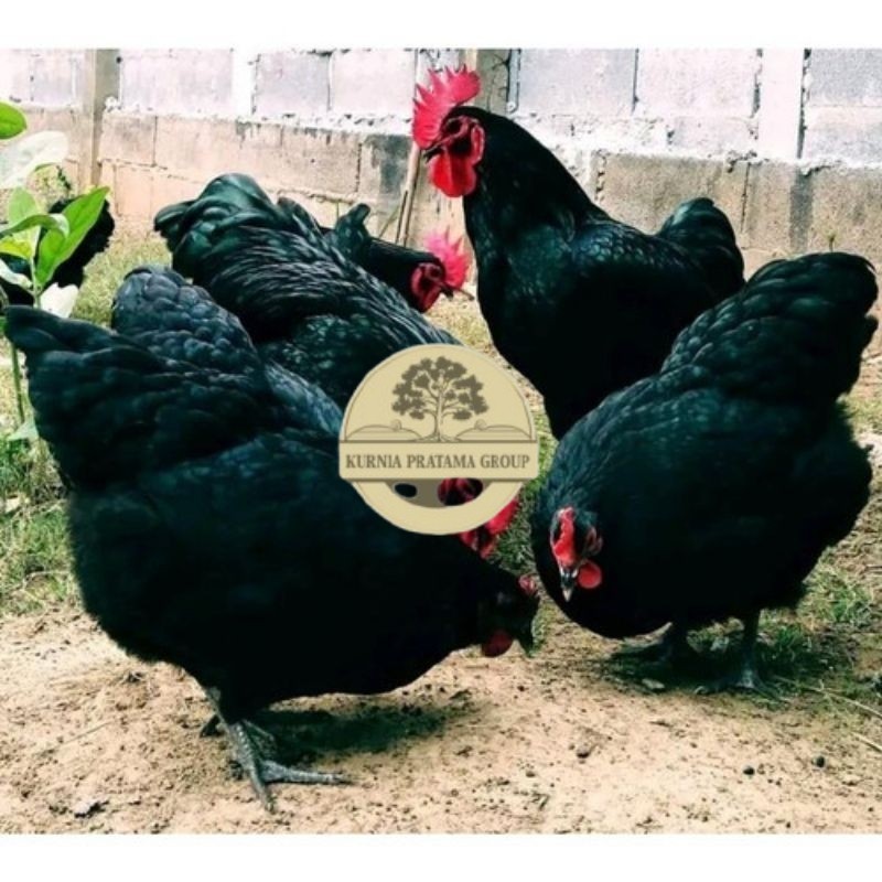

TELUR AYAM HIAS PETELUR AUSTRALORP UNTUK DI TETASKAN KURNIA PRATAMA GROUP