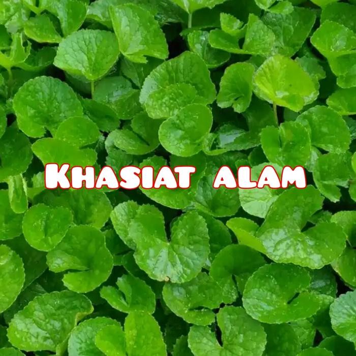 

Ready stok daun pegagan segar antanan 500grm